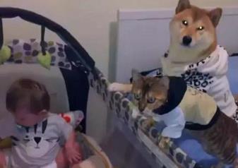 把柴犬和狸花猫派去看护小主人, 它们争着表现自己, 笑哭主人