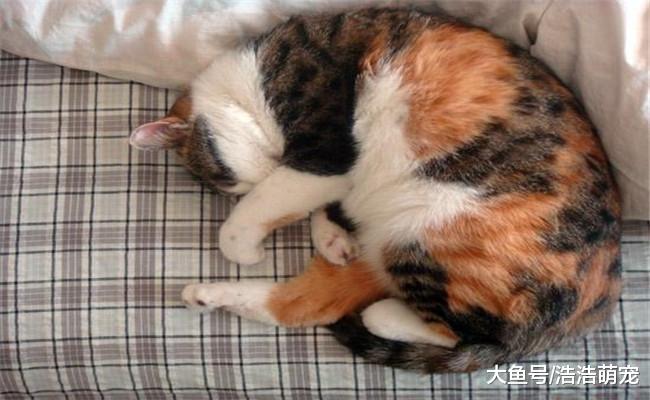 把你当亲人的猫咪会有5种表现, 宠主别误解了, 不知道的了解下