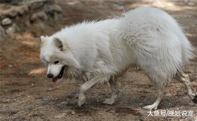 养萨摩耶减少的5点原因, 不认主人在内, 第五点是拆家能力出色