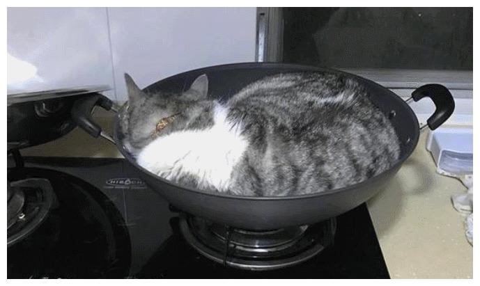 猫咪把炒菜大锅当床铺了, 主人对此很尴尬: 冷的话, 我给你开火