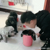 为了训练狗狗们不翻垃圾桶, 主人使出了绝招, 狗狗们看完愣住了~
