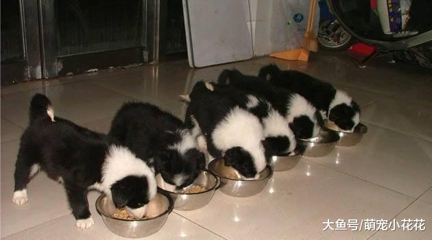 你也许不清楚, 这5种行为, 其实是在谋杀你的狗狗!