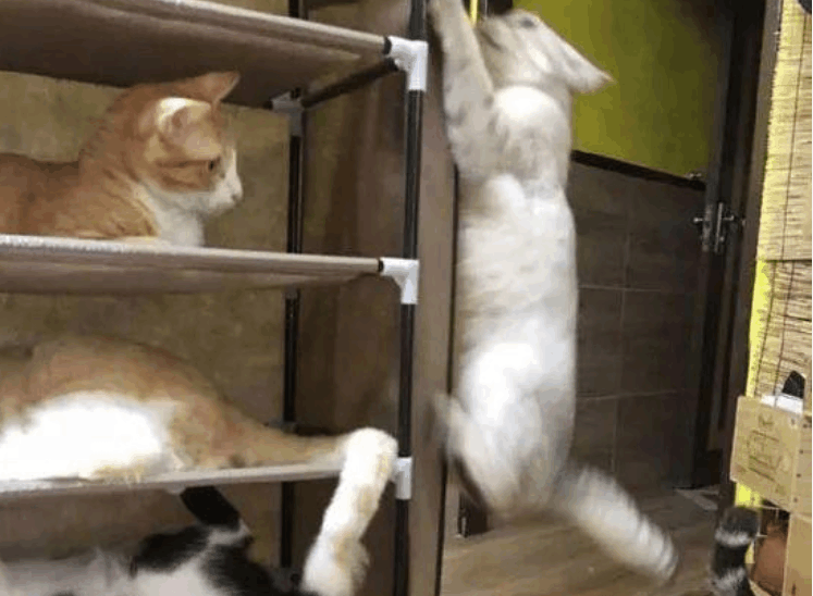 铲屎官买了个鞋架, 被家里的猫看上后占为己有, 真是哭笑不得