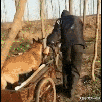 老人干活骑不动三轮车, 狗狗主动跳车下来帮忙, 真是暖心