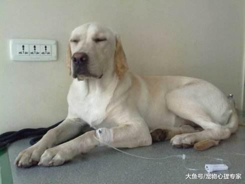 狗狗生病遭罪还花钱, 做好这6点, 让疾病远离它