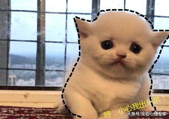 主人逗弄小奶猫, 不小心惹怒它, 奶凶的样子看得心都化了