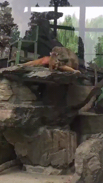 小猴子被大猴子扇了一巴掌, 母猴急了它的动作让人感叹: 母爱!