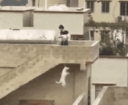 2018年, 狗狗都经历了什么?