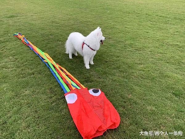 萨摩耶秋游草场遇到柯基, 开心地疯狂追逐, 软糖: 两个都没我高