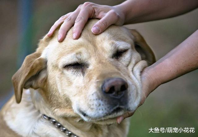 就算和拉布拉多感情再好, 这5件事也不要对它做, 咬你也不留情!