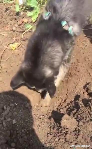 网友养了一只哈士奇, 农忙时帮助他刨红薯, 狗: 终于有用武之地了