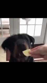 挑食狗狗真是超级傲娇了, 吃就是吃, 不吃就摇头, 摇得铿锵有力!