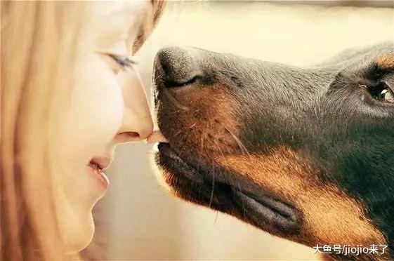 从餐桌食物到珍贵伙伴, 韩国摒弃吃狗肉文化, 狗肉产业接近崩溃