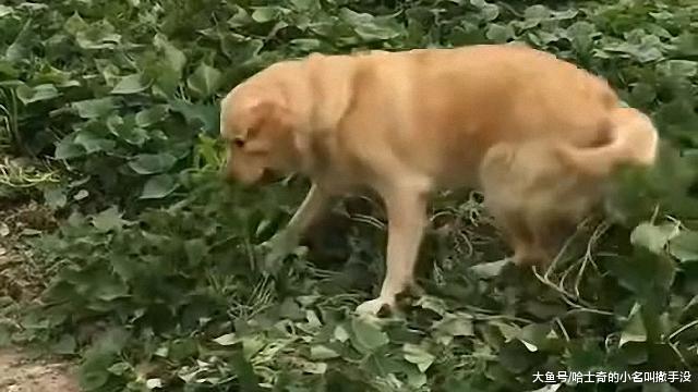 挖红薯的时候, 狗狗发脾气把红薯地都毁了, 估计下午要煲狗汤喝