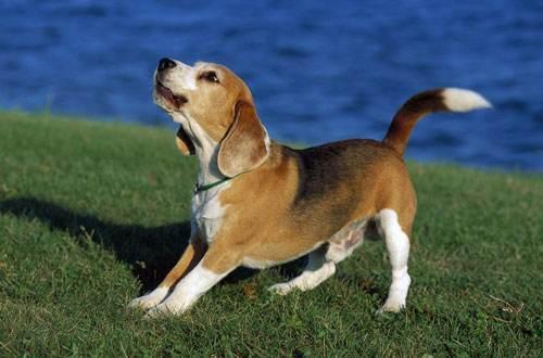 狗狗想攻击你有怎样的准备动作? 熟知这6点, 出门不怕被狗咬!