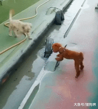 宠物狗和流浪狗分别一刻, 流浪狗: 你上来啊, 宠物狗: 我没买票啊