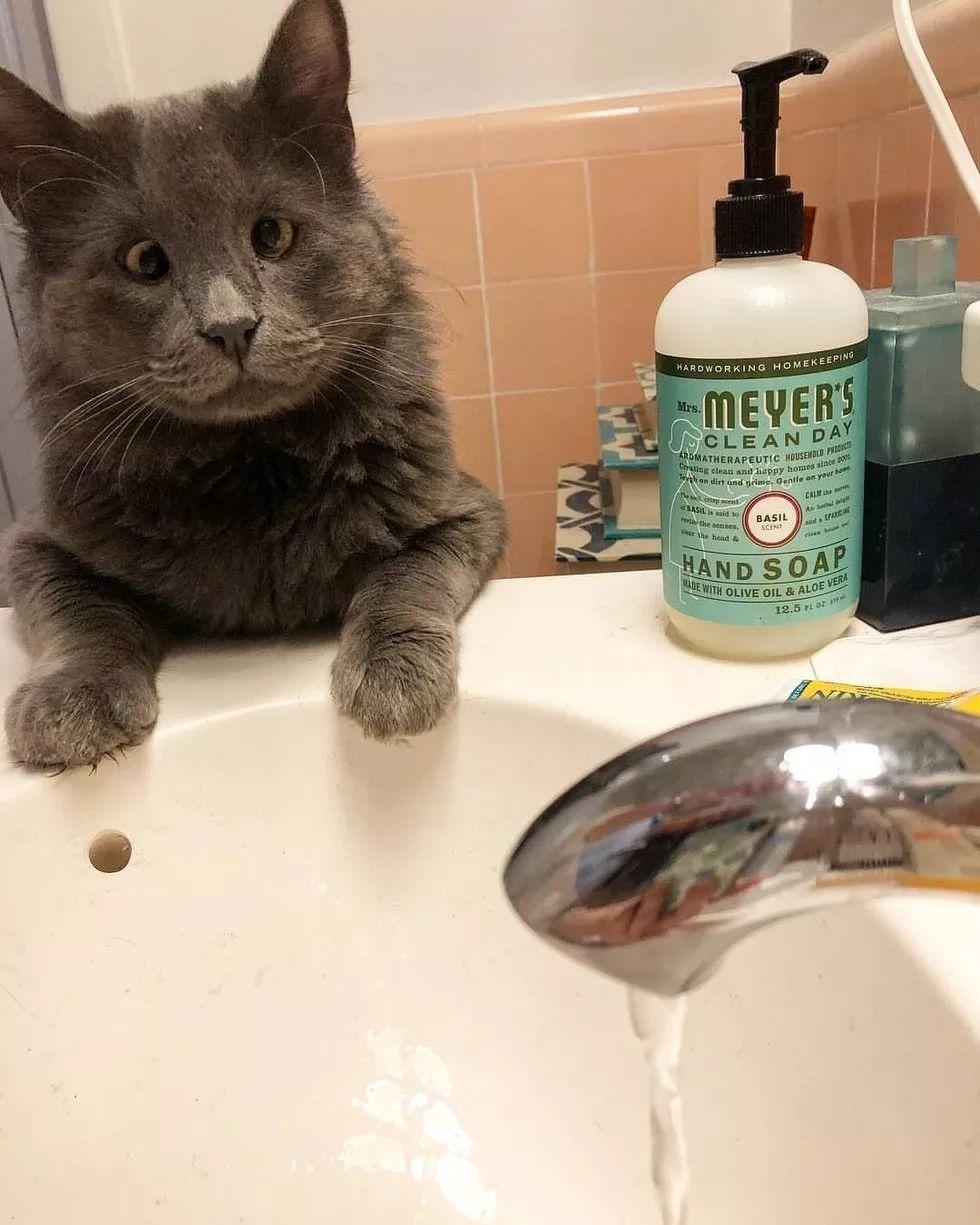 铲屎官领养了只喵星人, 到家才发现这猫居然有当贴身保镖的天赋