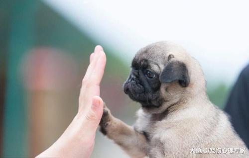 主人给松狮剃了毛, 险些惹来路人报警: 有人在遛狮子!