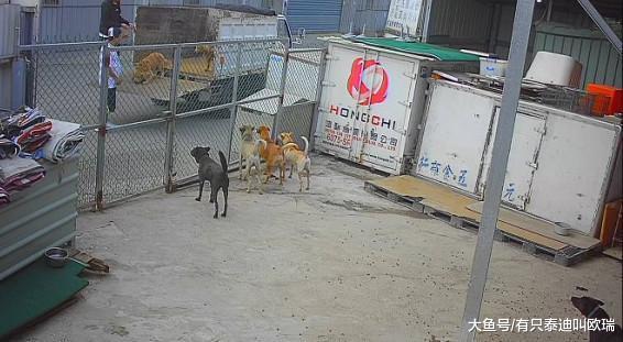 载2只黄金猎犬弃五股狗场! 1只暴毙死亡动保查车牌抓到人
