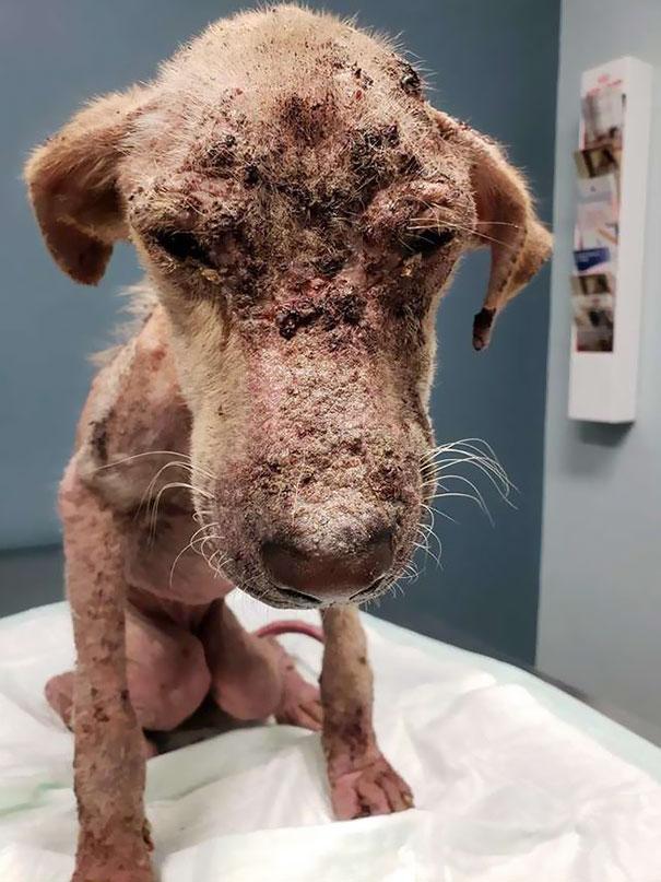 结痂的病狗, 遇到暖心夫妇, 生命得以延续!