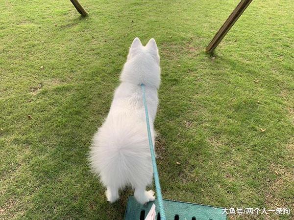 天气晴朗萨摩耶外出溜达, 偶遇一只小土狗不停吠叫, 软糖: 007
