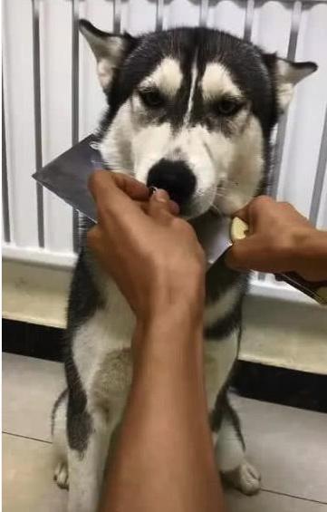 二哈不肯吃药, 铲屎官只好掏出了刀! 二哈: 呵呵, 来啊