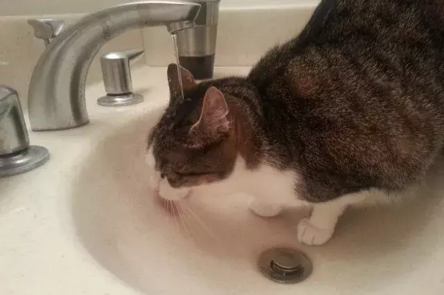 花式喝水, 我只服喵星人