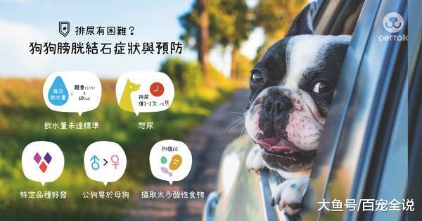 早出晚归型家长注意: 狗狗每天只排尿1、2次易患结石, 公狗尤甚!