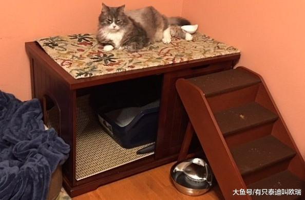 资深猫总裁晚年失业! 落魄进收容所...翻肚当大爷幸福了