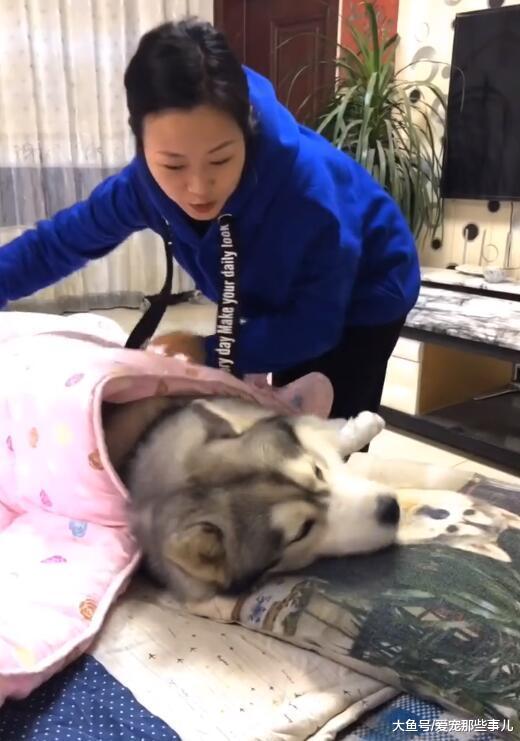 女主人让哈士奇帮她暖床, 暖完之后翻脸不认狗, 心疼二哈一秒钟