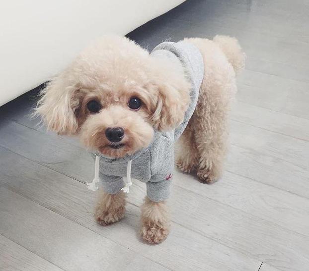 新手不知道如何选狗? 最适合新手养的10大狗狗, 老狗奴呕心推荐!