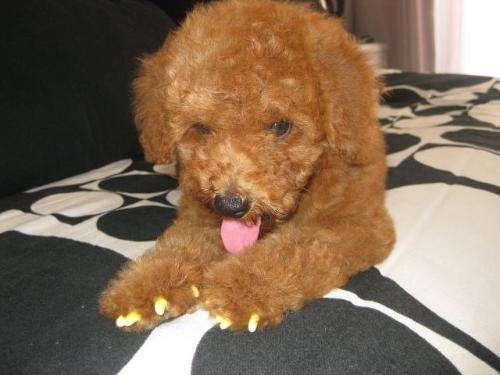 扬州出现碰瓷新手法, 一根火腿肠骗200元, 专挑不牵绳的狗主下手