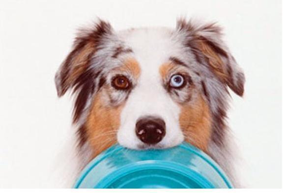 边牧挑食怎么办?