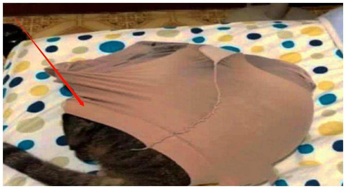 猫咪意外钻入女主人的丝袜中, 它第一次感受了窒息的困惑: 迷茫