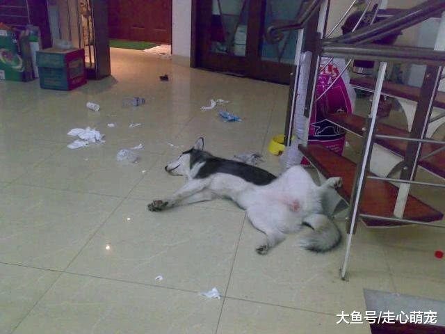 二哈, 被小偷偷走后, 又被送了回来