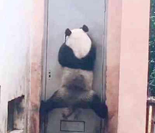 熊猫偷偷越狱, 大秀一字马, 熊猫: 我国宝永不为奴! 除非包吃包住