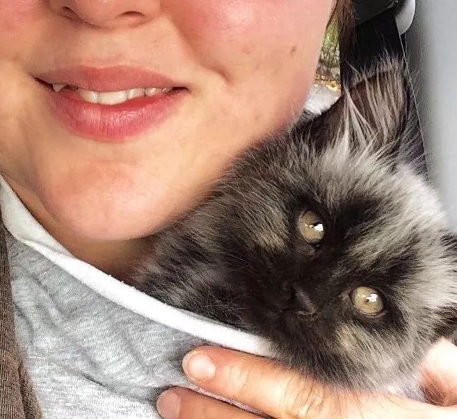 同一只猫从银狐变成了黑豹, 网友: 这主人真是赚大了