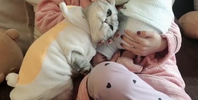 主人抱着宝宝看电视, 猫咪吃醋也凑了上去: 我是不是你宝宝?