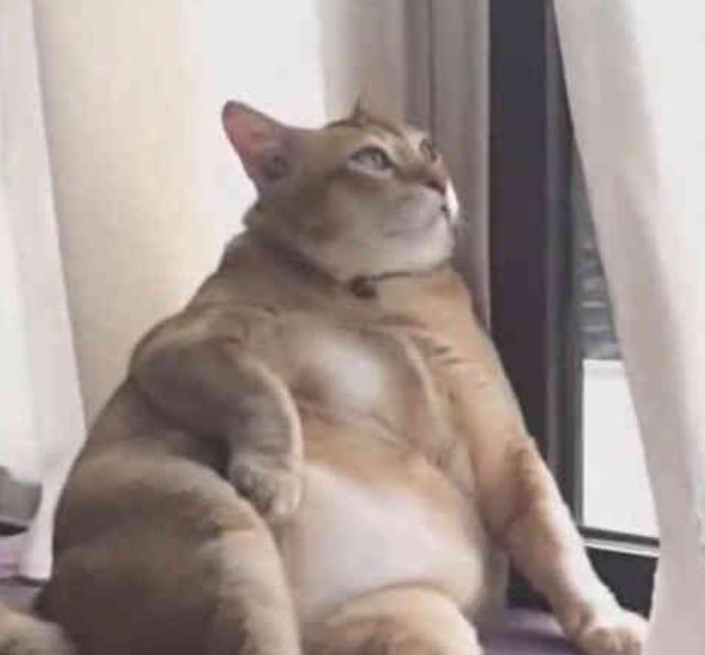 橘猫太胖开始思考猫生, 主人看到哈哈大笑, 橘猫: 蓝瘦香菇!