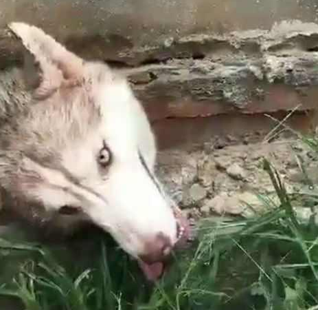 到了饭点还不见二哈, 没一会隔壁打来电话: 再不来, 狗头不保了喔