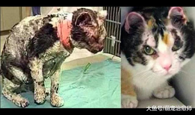 小猫在火场里被困, 猫妈不顾一切冲进去被烧成重伤, 伟大的母爱!