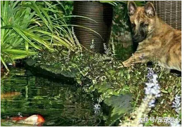 男子发现狗狗最近老往外跑, 跟踪过去后, 看到虐心的画面