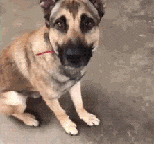 为了不当服务犬, 这只狗真的超拼...网友: 求求你们放过它吧!