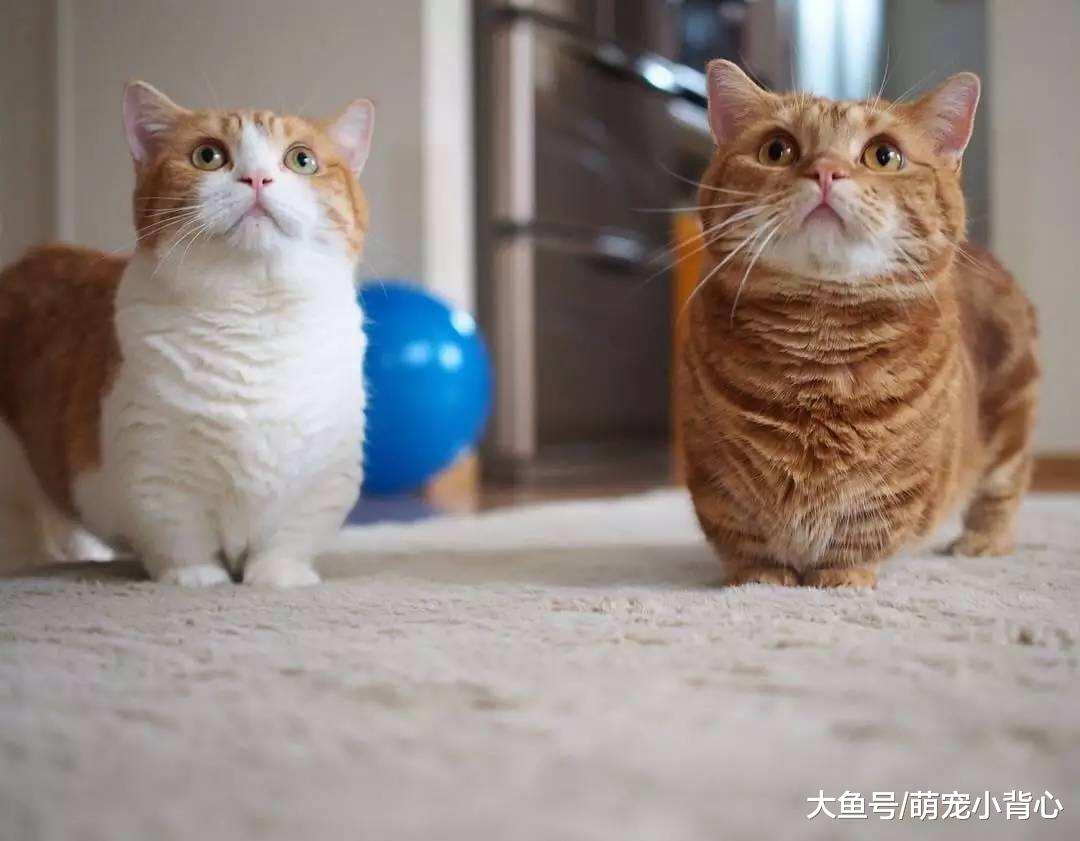 想要猫咪开心, 家里这4个地方要属于它!