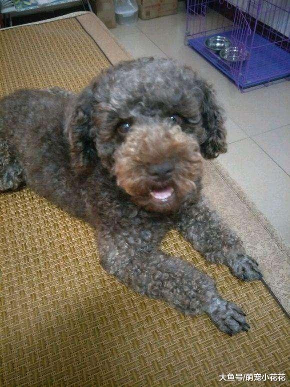 泰迪犬临终前的5个表现, 当最后一个出现, 你就再也见不到它了!