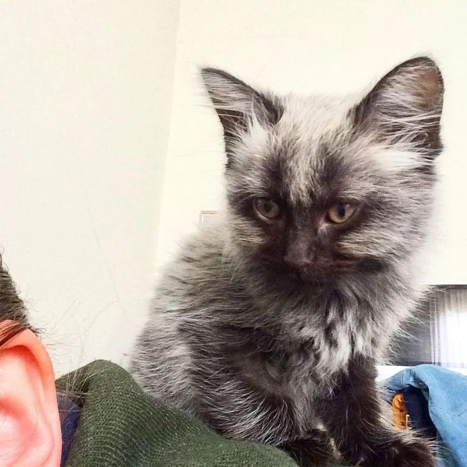 同一只猫从银狐变成了黑豹, 网友: 这主人真是赚大了