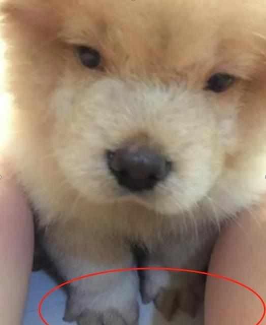 狗狗因为爪子上的毛, 走路经常打滑, 主人给剃了后, 狗狗: 面子呢