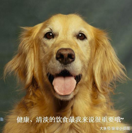 有钱人才敢养的5种狗狗, 一般人表示伺候不起!