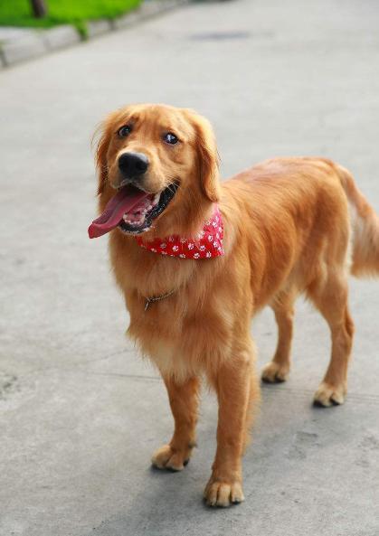 金毛犬真的好养吗? 不要被那些“谎言”骗了, 盘点它的5大缺点!