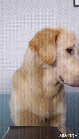 宠物也有感情, 当它们眼含热泪时, 你才发现最重要的其实就在身边